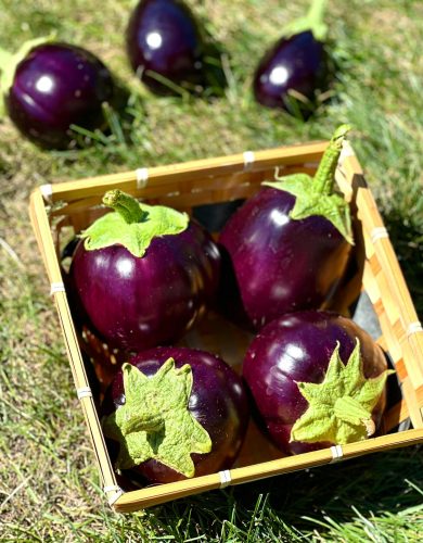pexels photo 33567189 33567189 Freshly picky eggplants round and oblong !