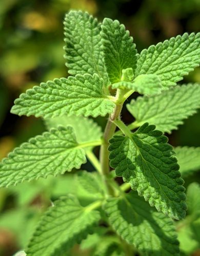 pexels photo 33570447 33570447 Vibrant close-up of fresh mint leaves in a garden on a sunny day.